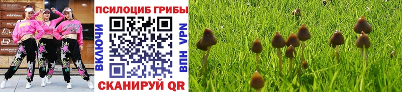 где купить наркотик  Грязи  Галлюциногенные грибы Cubensis 